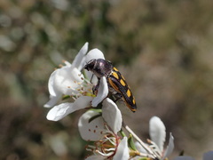 Castiarina xanthopilosa