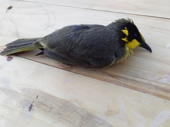 Lichenostomus melanops