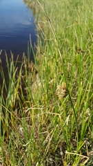 Bolboschoenus caldwellii