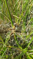 Bolboschoenus caldwellii