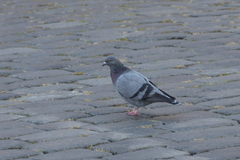 Columba livia domestica