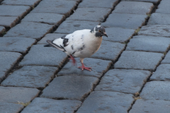 Columba livia domestica