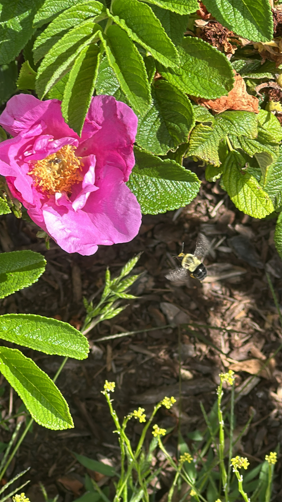 Apine Bees on July 14, 2025 at 10:58 AM by sonamt · iNaturalist