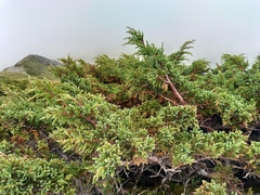 Juniperus squamata