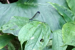 Psolodesmus mandarinus dorothea