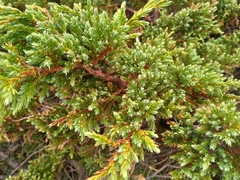 Juniperus squamata