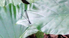 Psolodesmus mandarinus dorothea