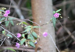 Howittia trilocularis