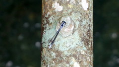 Bayadera brevicauda