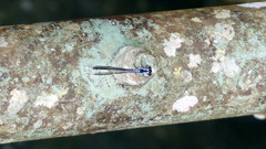 Bayadera brevicauda