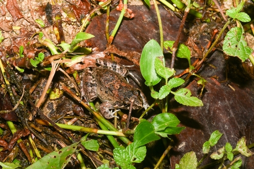 Kingston White-lipped Frog, Leptodactylus validus