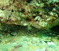 Anthothoe albocincta
