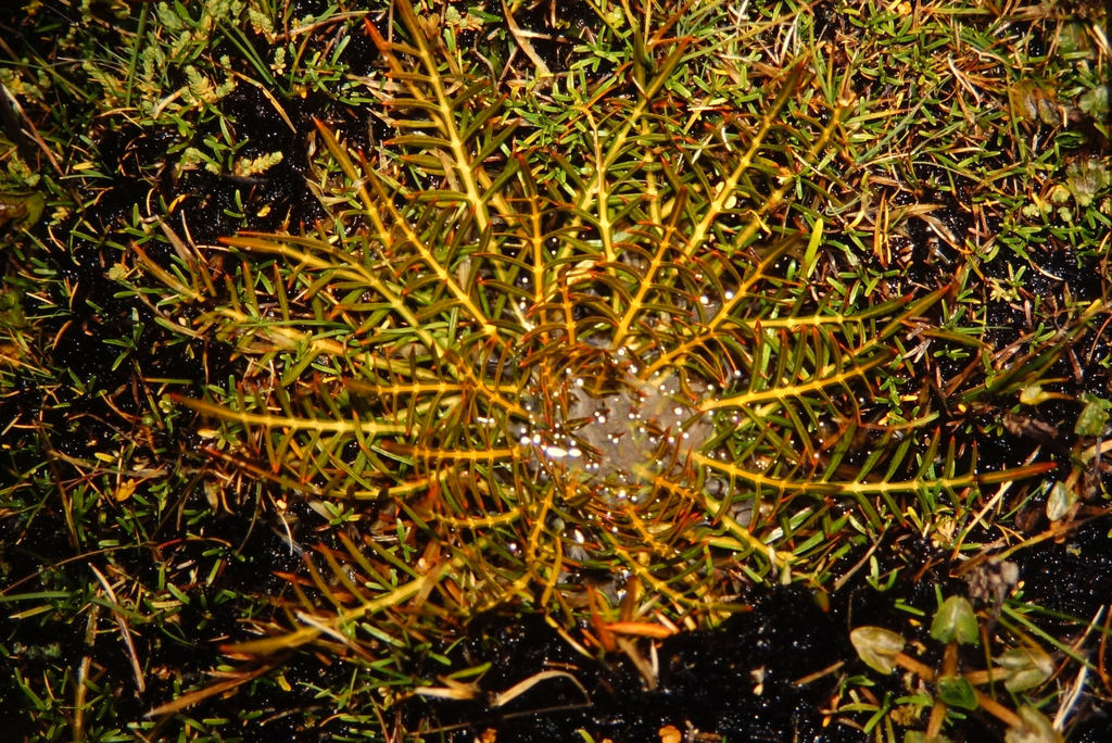 Aciphylla pinnatifida