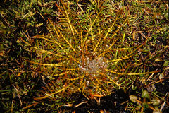 Aciphylla pinnatifida