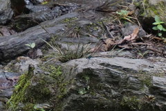 Psolodesmus mandarinus dorothea