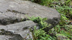 Psolodesmus mandarinus dorothea