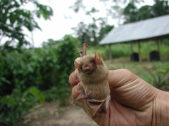 Lasiurus ega