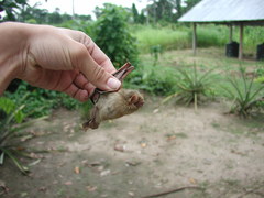 Lasiurus ega