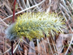 Salix acutifolia