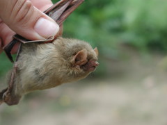 Lasiurus ega