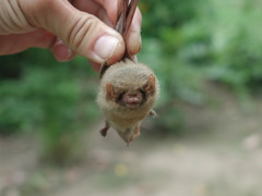 Lasiurus ega