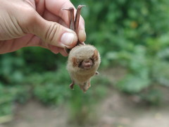Lasiurus ega