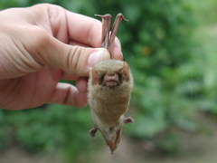 Lasiurus ega