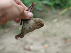 Lasiurus ega