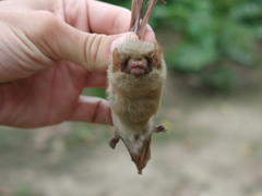 Lasiurus ega