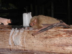 Lasiurus ega