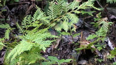 Psolodesmus mandarinus dorothea