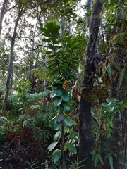 Ilex anomala