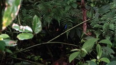 Psolodesmus mandarinus dorothea