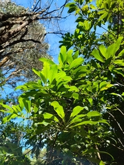 Coprosma rhynchocarpa
