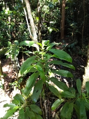 Coprosma rhynchocarpa