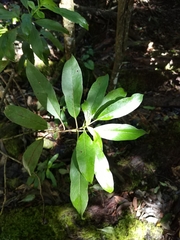 Coprosma rhynchocarpa