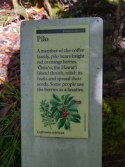 Coprosma rhynchocarpa