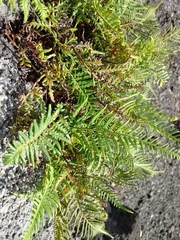 Pityrogramma austroamericana