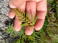 Pityrogramma austroamericana