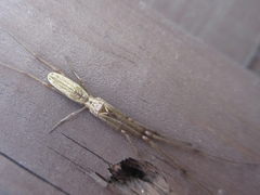 Tetragnatha praedonia