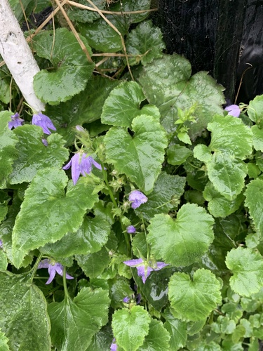 Campanula poscharskyana