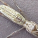 Tetragnatha praedonia - Photo (c) onidiras-iNaturalist, some rights reserved (CC BY-NC), uploaded by onidiras-iNaturalist