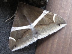 Bastilla arctotaenia