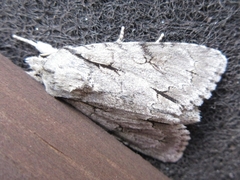 Acronicta intermedia
