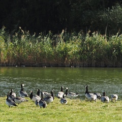 Branta leucopsis
