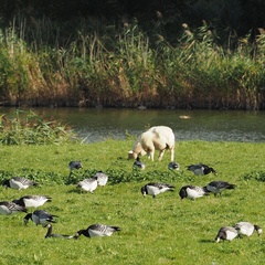 Branta leucopsis