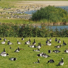 Branta leucopsis
