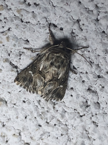 Toadflax Brocade Moth photo 4
