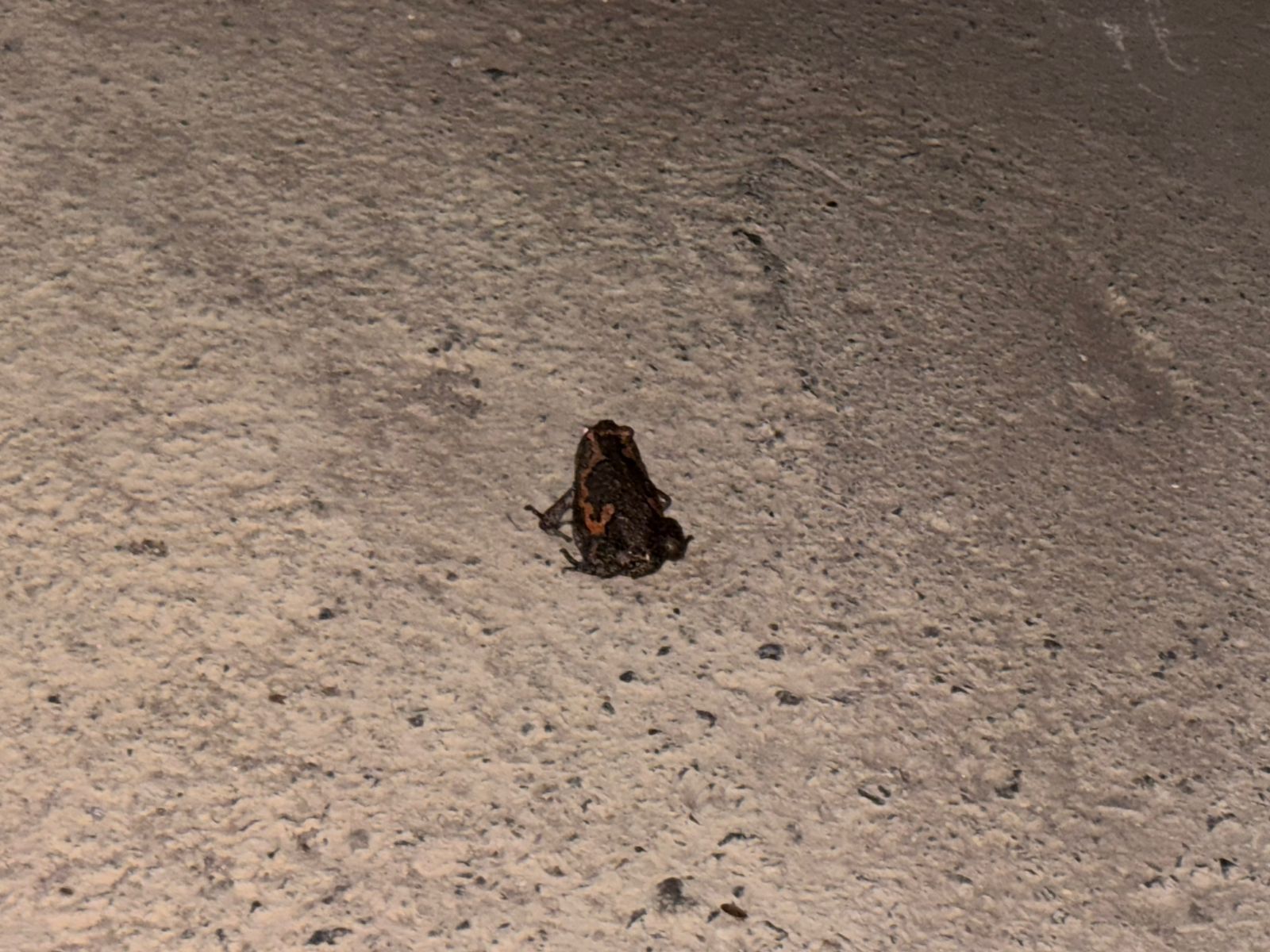 Painted Balloon Frog