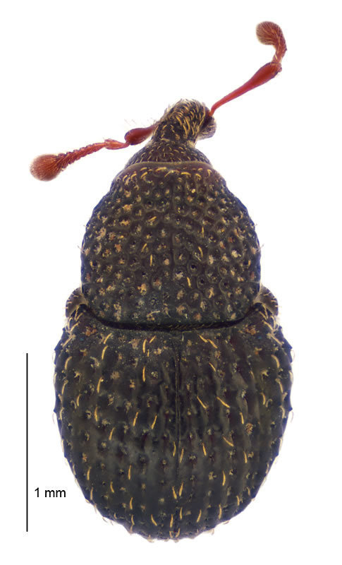 Phronira
